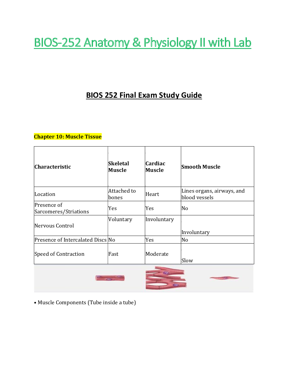 Preview of BIOS252 / BIOS 252 Final Exam Study Guide  : Anatomy & Physiology II | A & P II - Chamberl